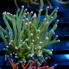 shopify auction