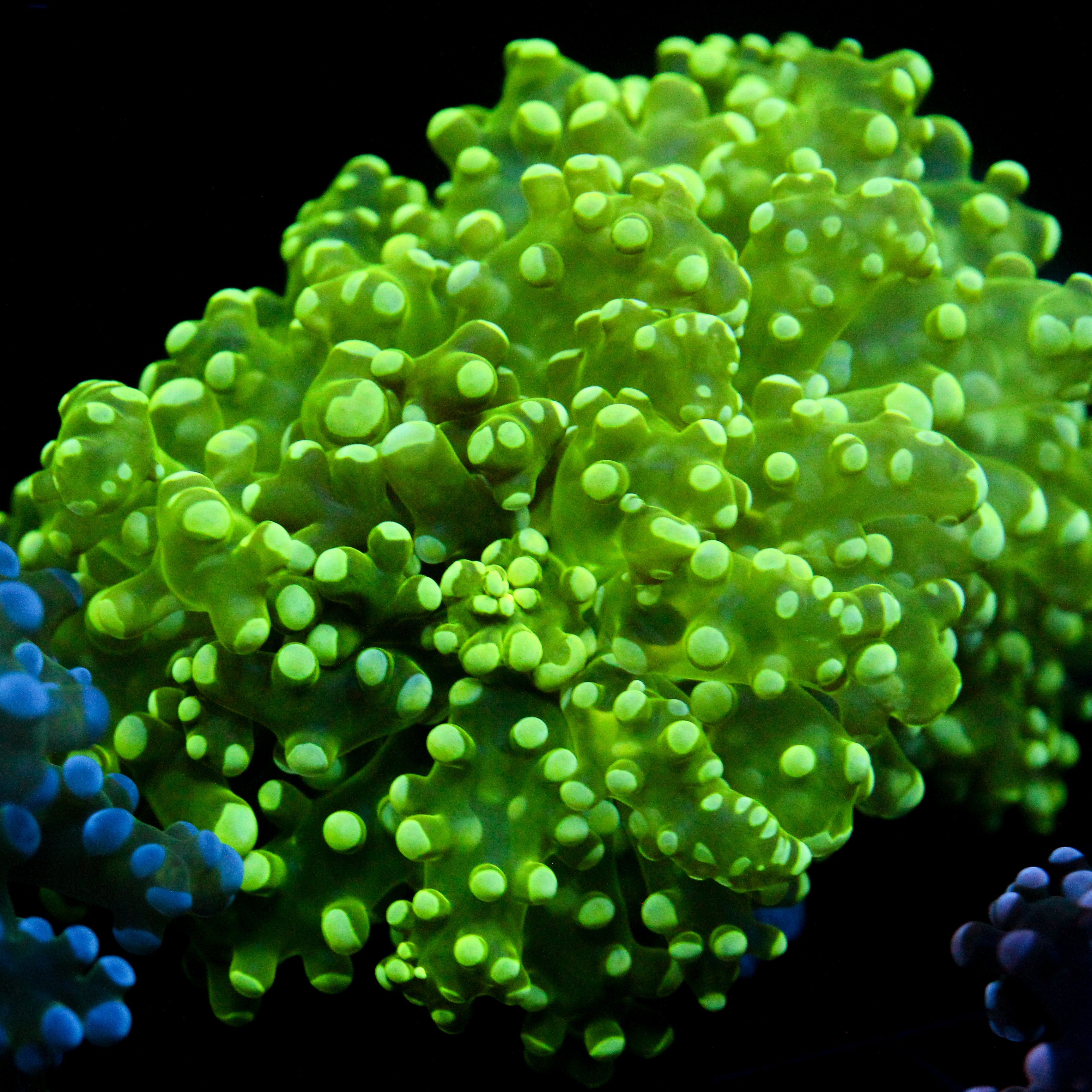 JC The Slime King Octo