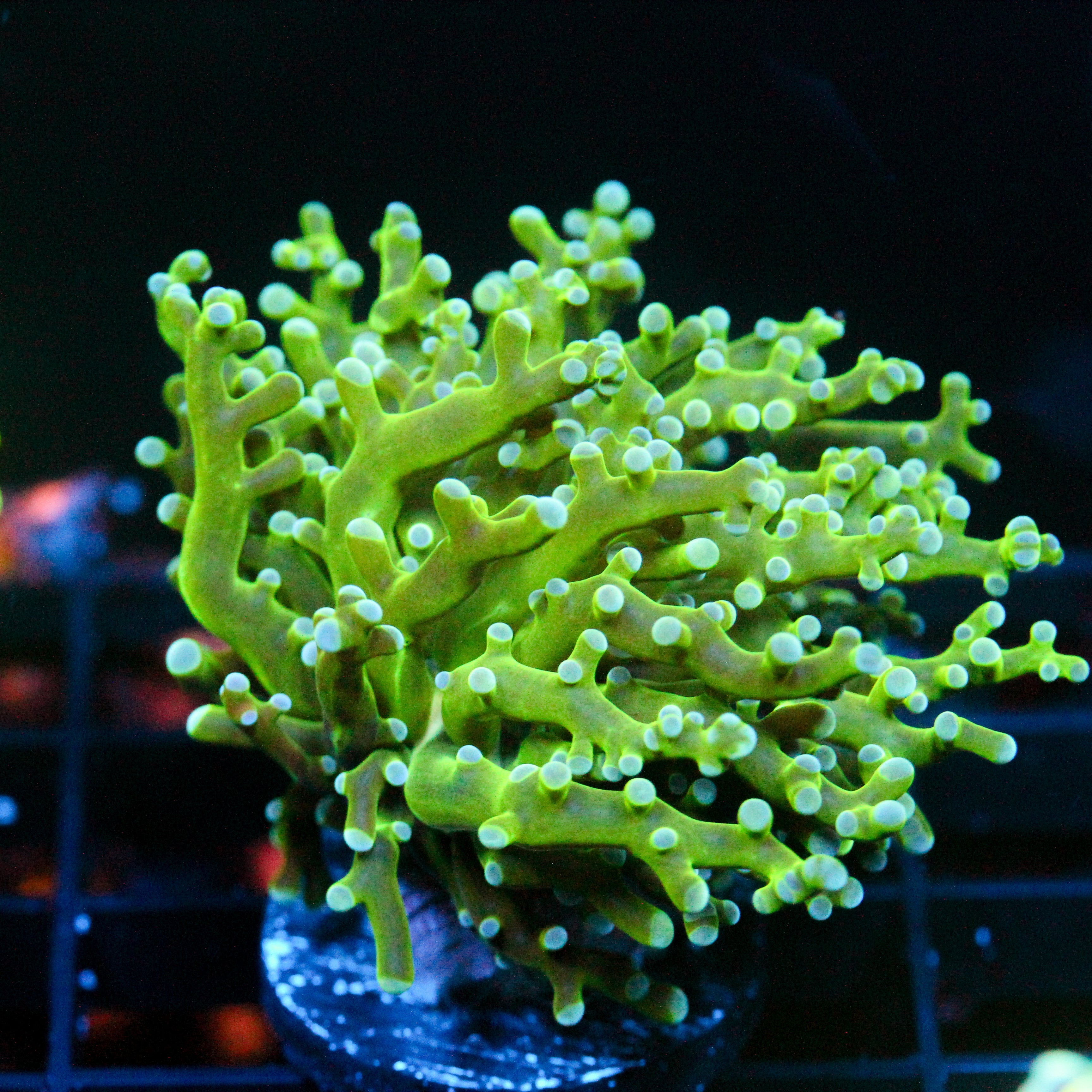JC The Slime Octo