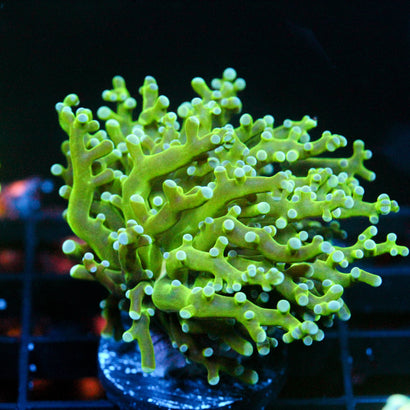 JC The Slime Octo