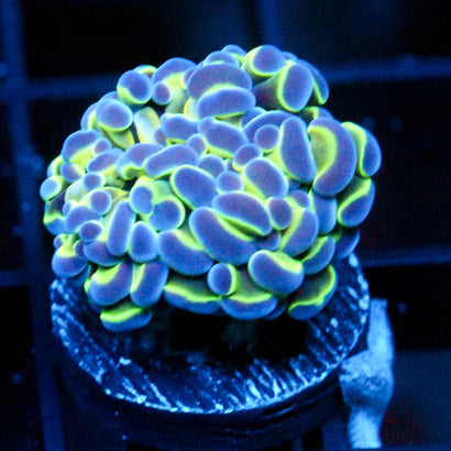 JC Hologram Hammer