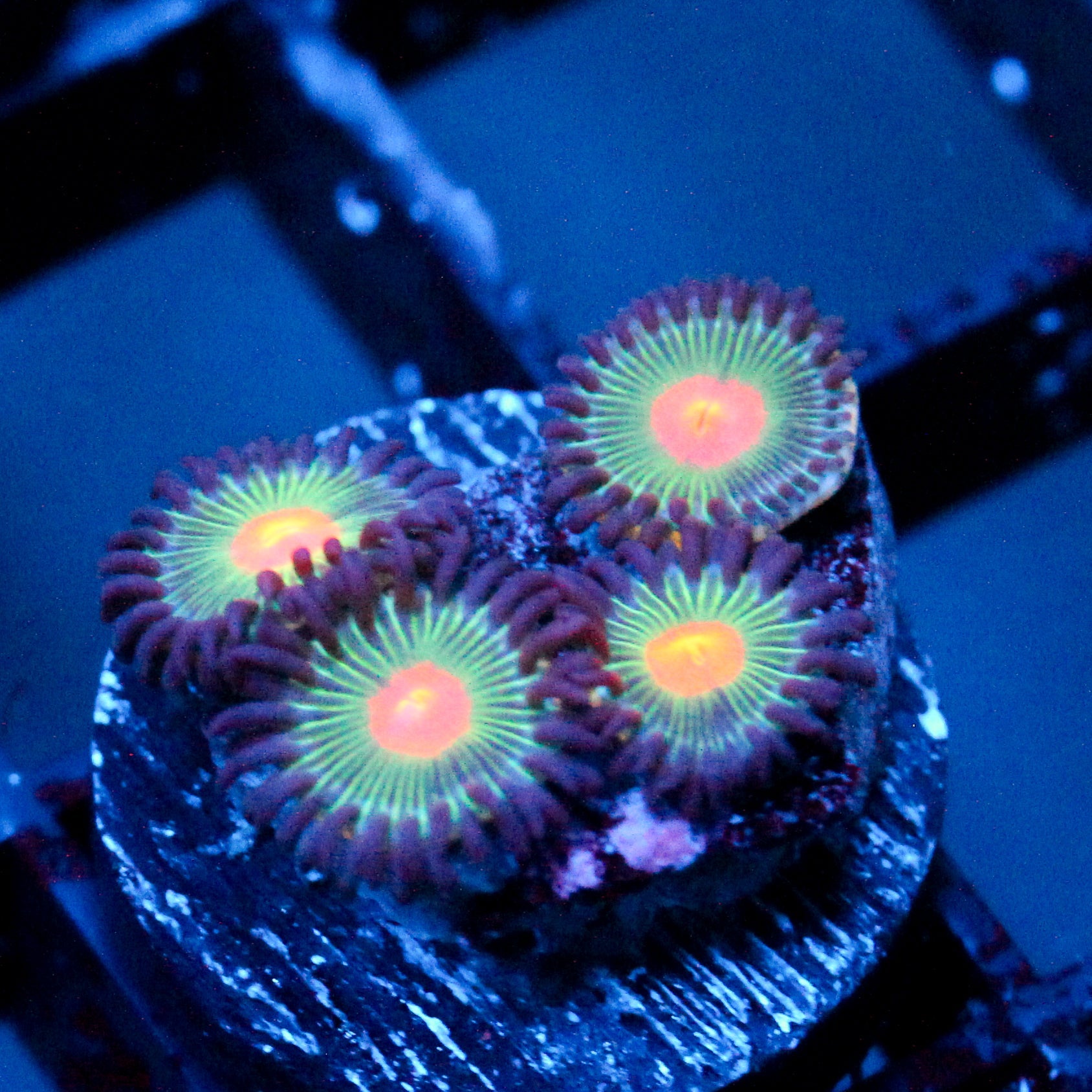 JC Alien Blood Zoanthid