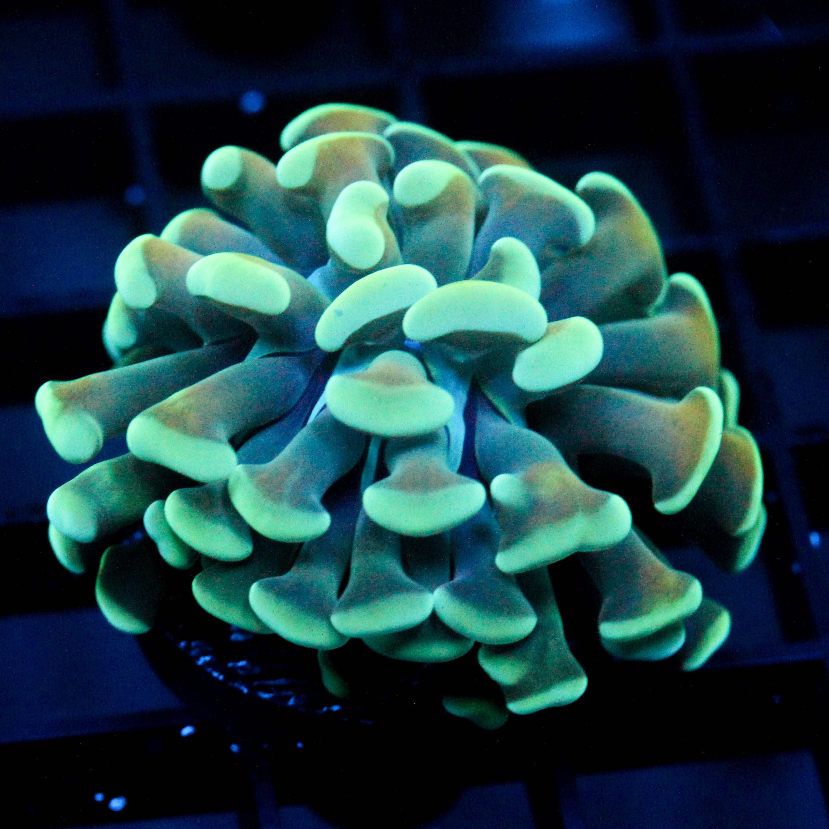 JC Blue Bouquet