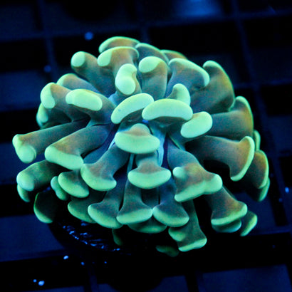 JC Blue Bouquet