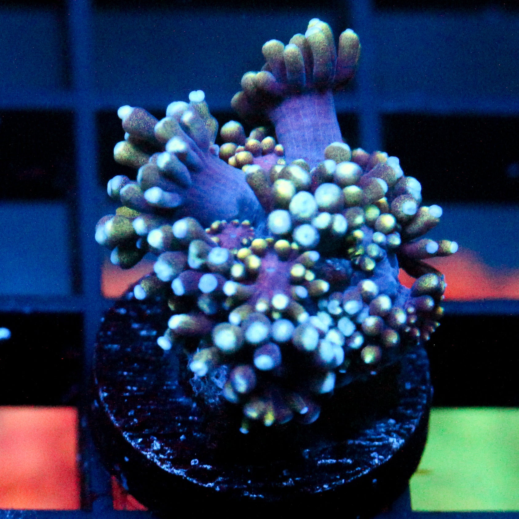 JC Tentacool Goni