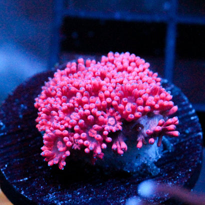JC Pink Dream Goni