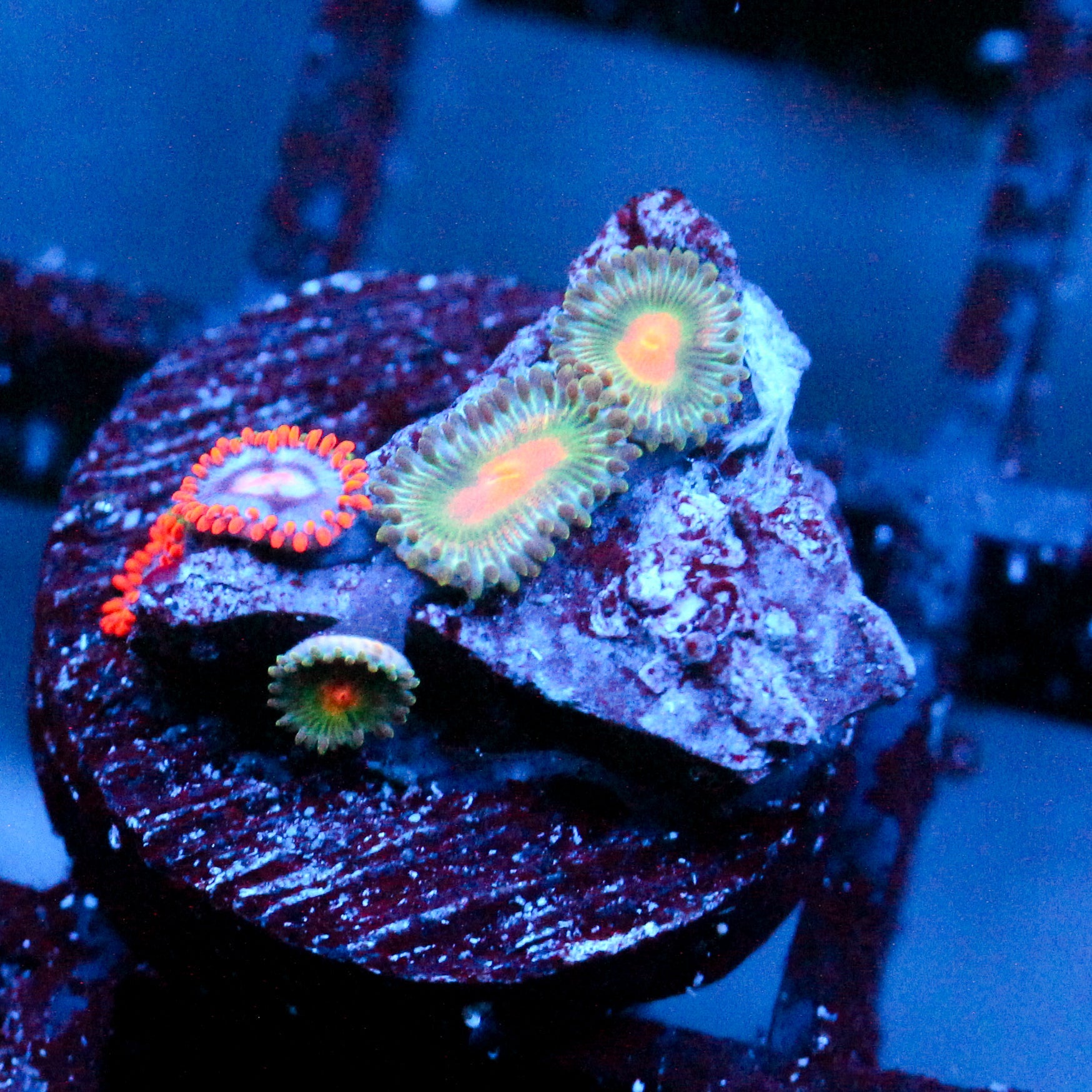 JC Zoa Garden Seed