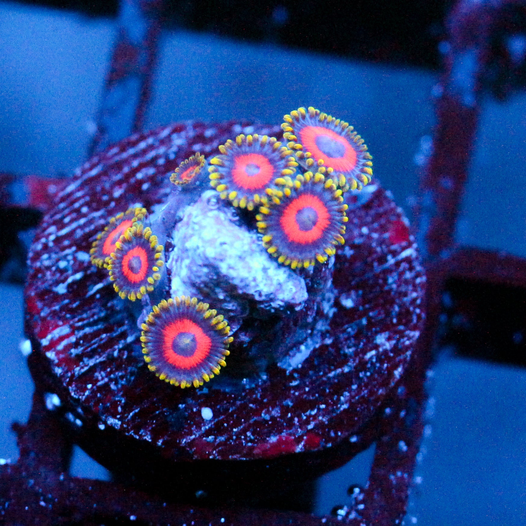 JC Fireworks Zoanthid