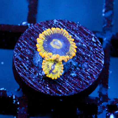 JC Rainbow Yoda Zoanthids
