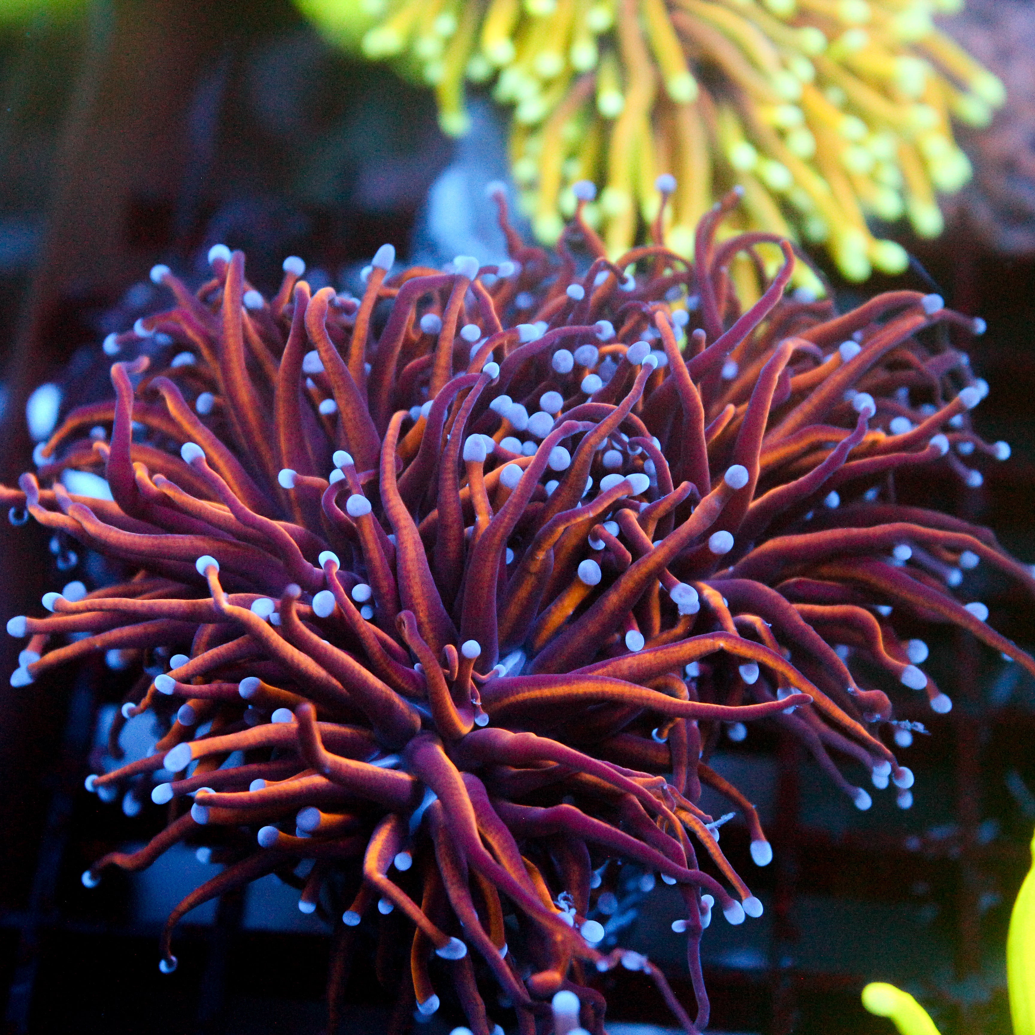 JC Goldilocks Torch Mini Colony