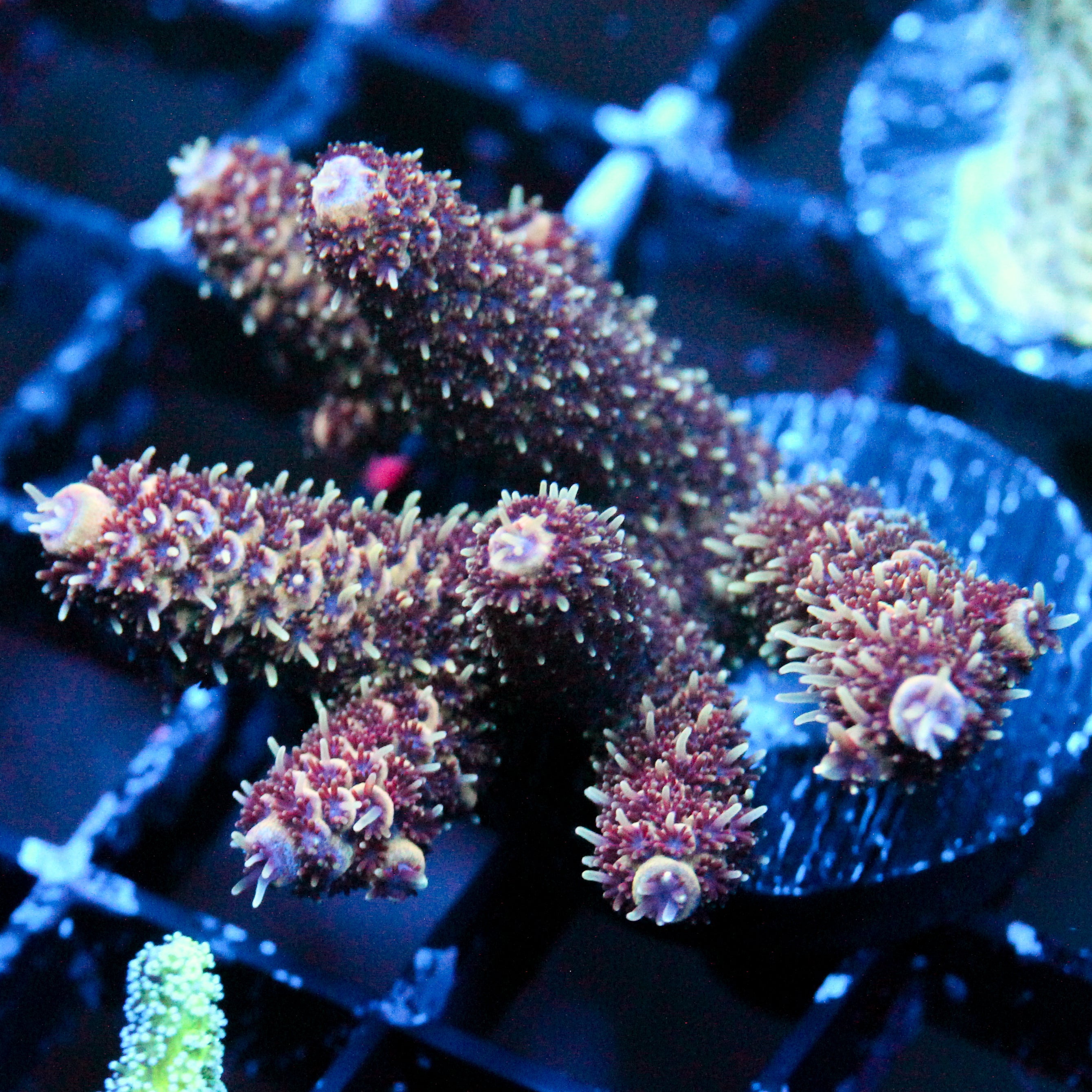 JC Red Terror