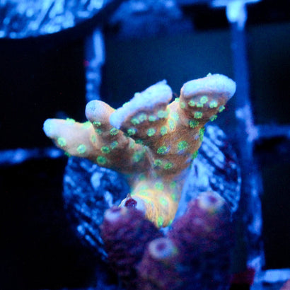 JC Tropicana Anacropora