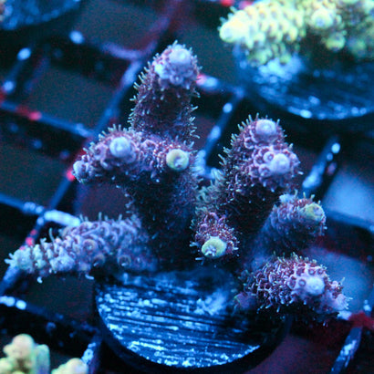 JC Purple Pillar