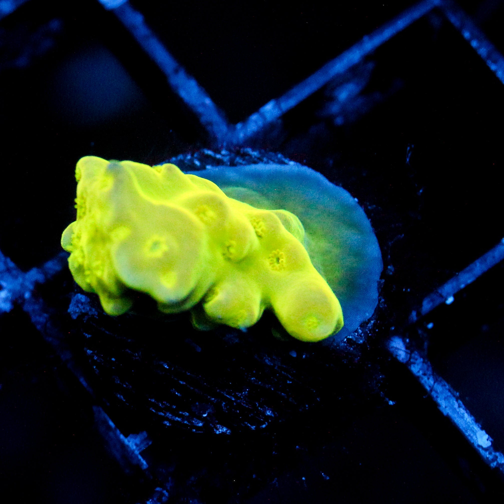 JC Electric Sun
