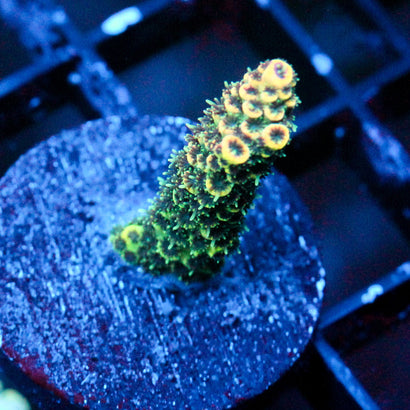 JC Rainbow Pineapple