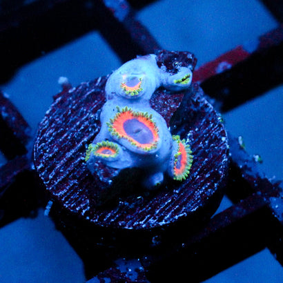 JF Fairytale Zoanthids