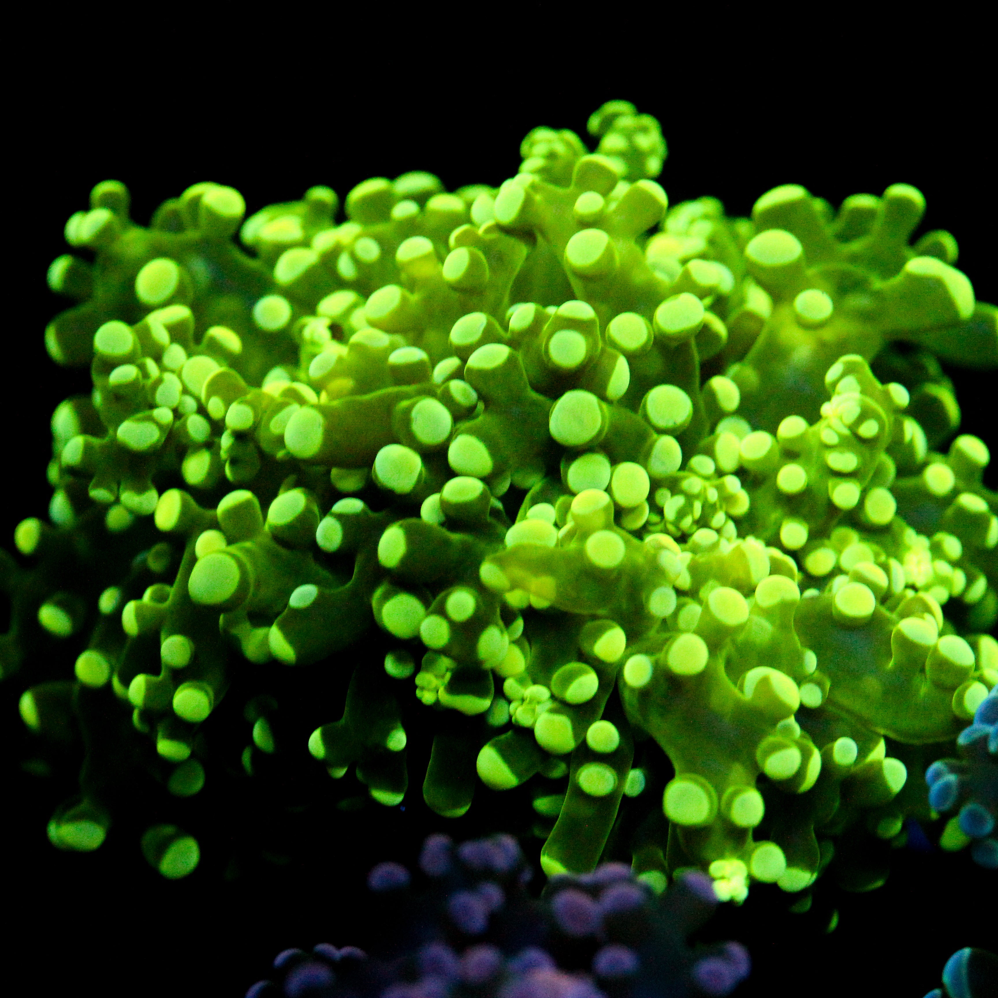 JC The Slime King Octo