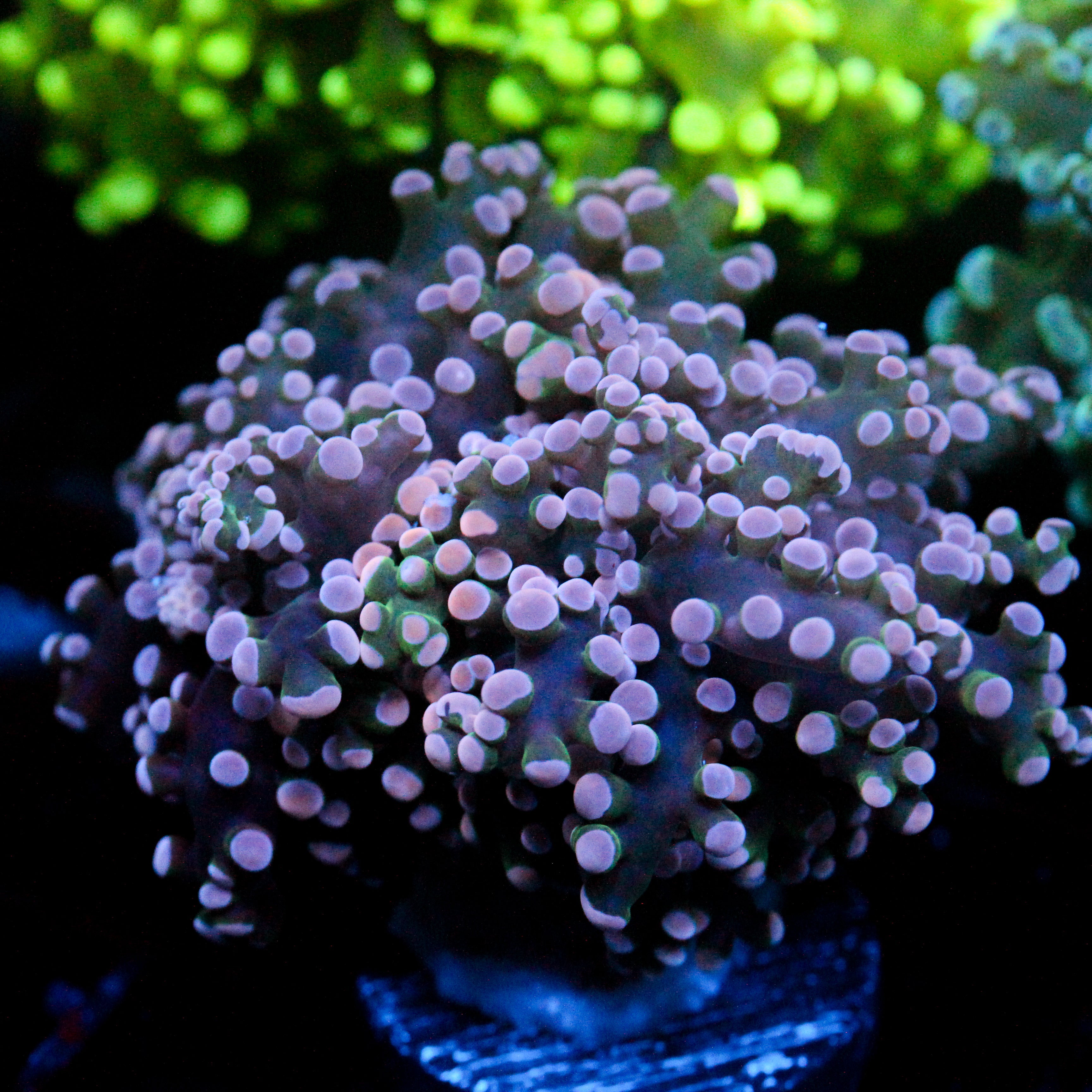 JC Pink Tip Octo
