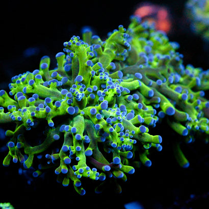 JC Hulk Octo