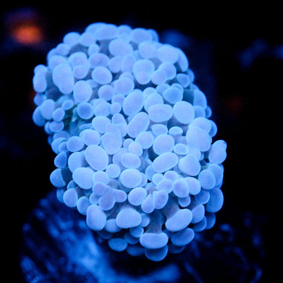 JC Blue Bubbles Frammer