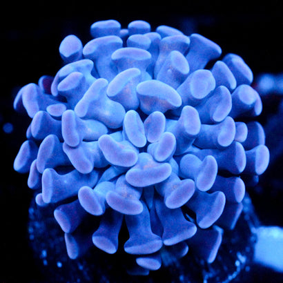 JC Blue Breath Hanmer