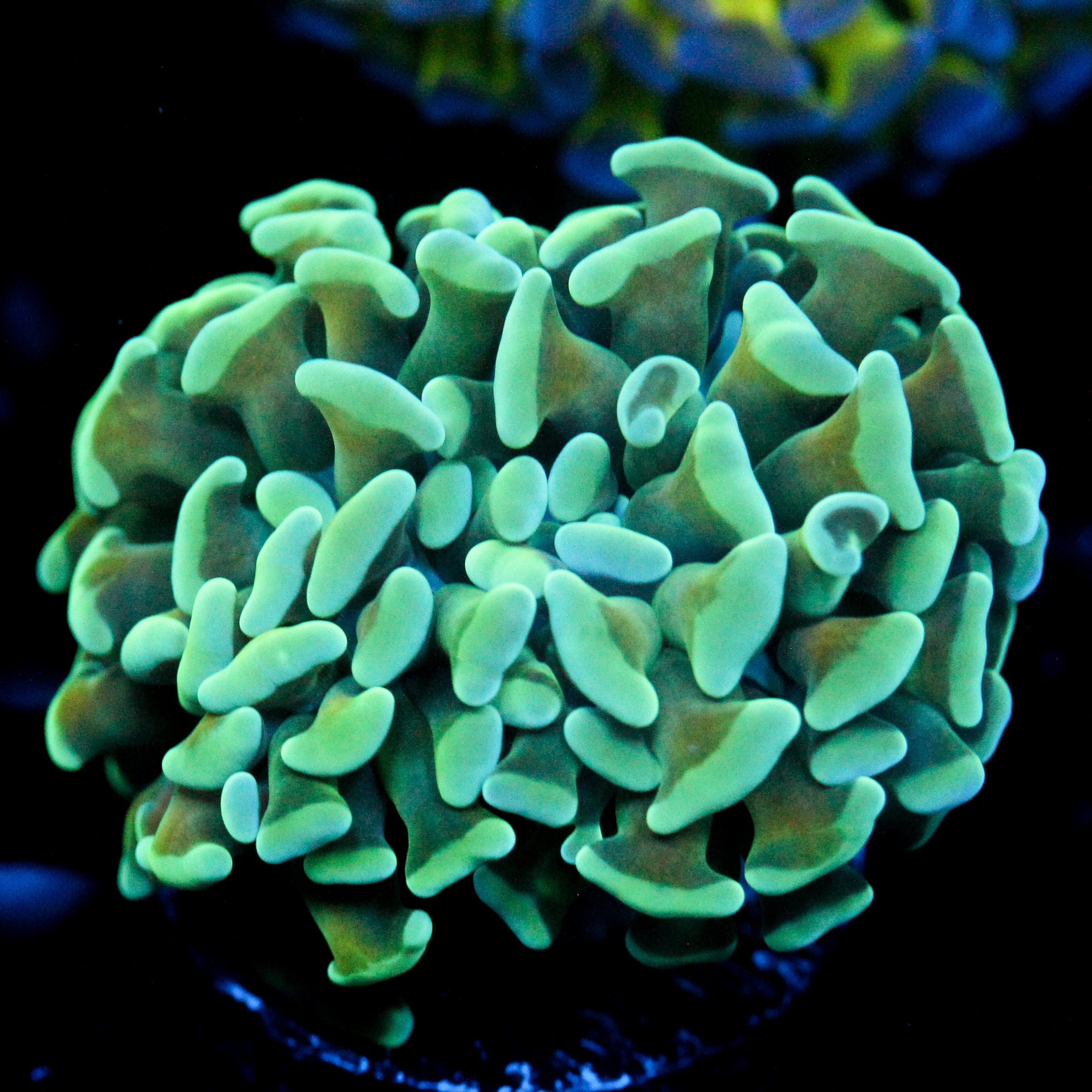 JC Blue Bouquet Hammer