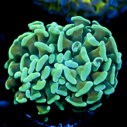 JC Blue Bouquet Hammer