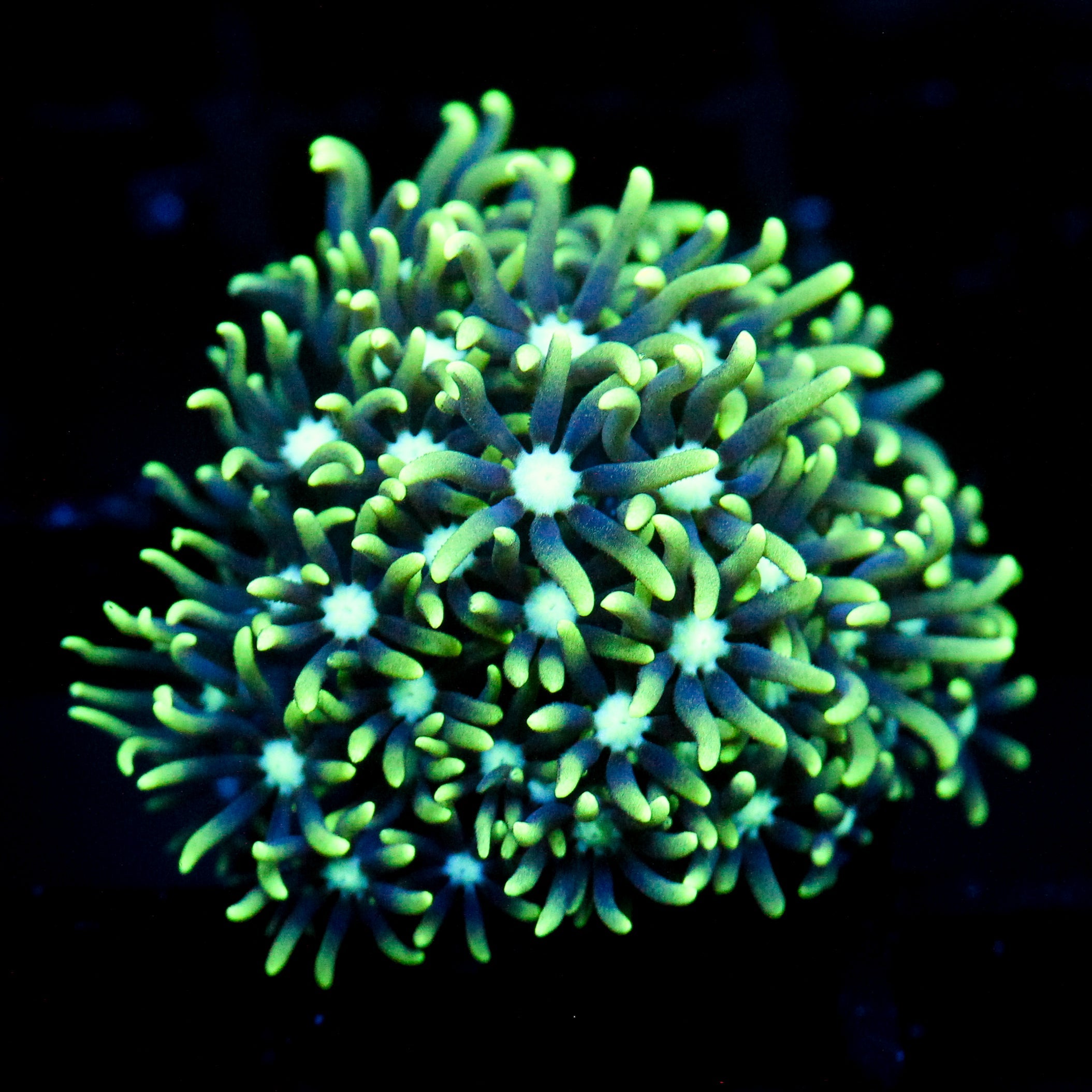 JC GSP