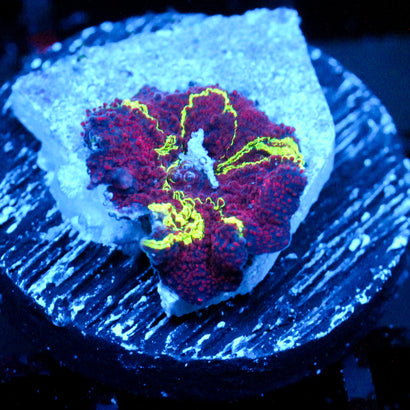 JC Ultra Eclectus Mushroom