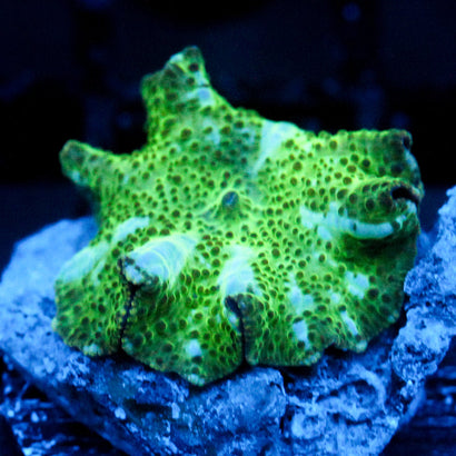 JC Blue Streak Doscosoma