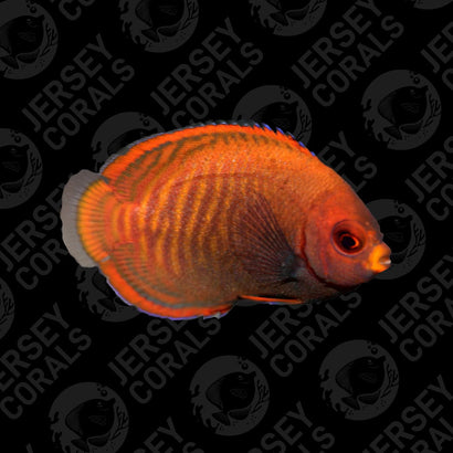 Bali Aquarich Golden Angelfish