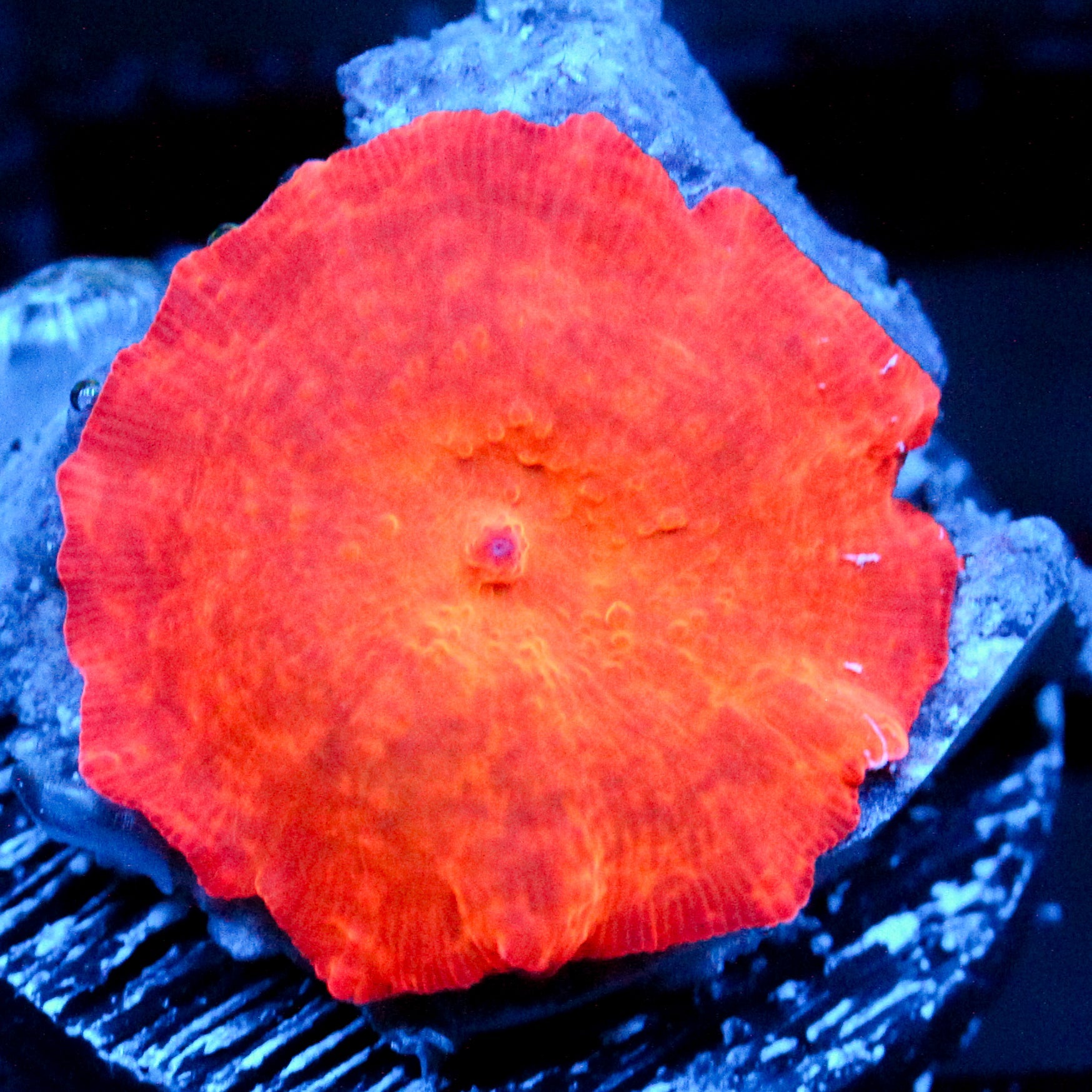 JC Iron Man Discosoma