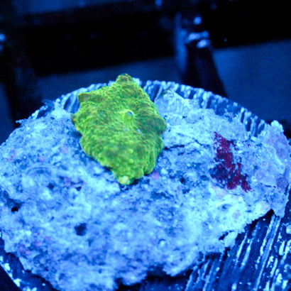 JC Baby Green Discosoma