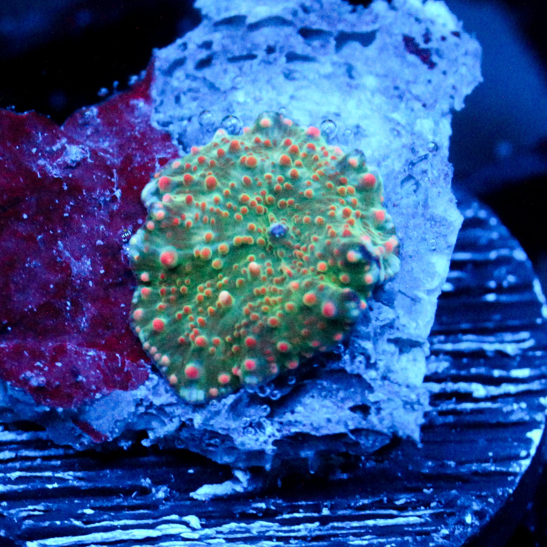 JC Red Dippin Dots Discosoma