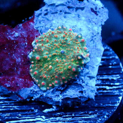 JC Red Dippin Dots Discosoma