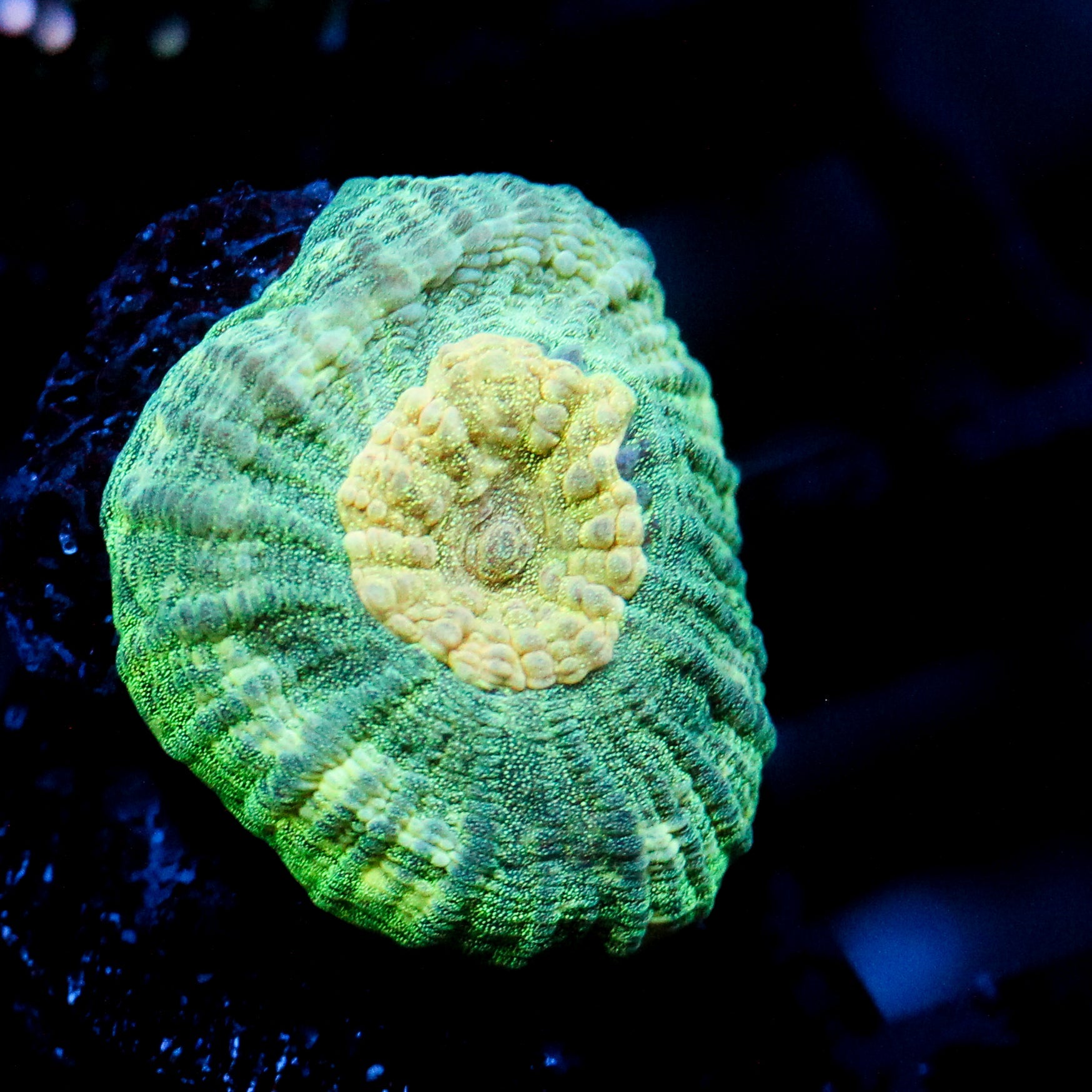 JC Neon Green Favia