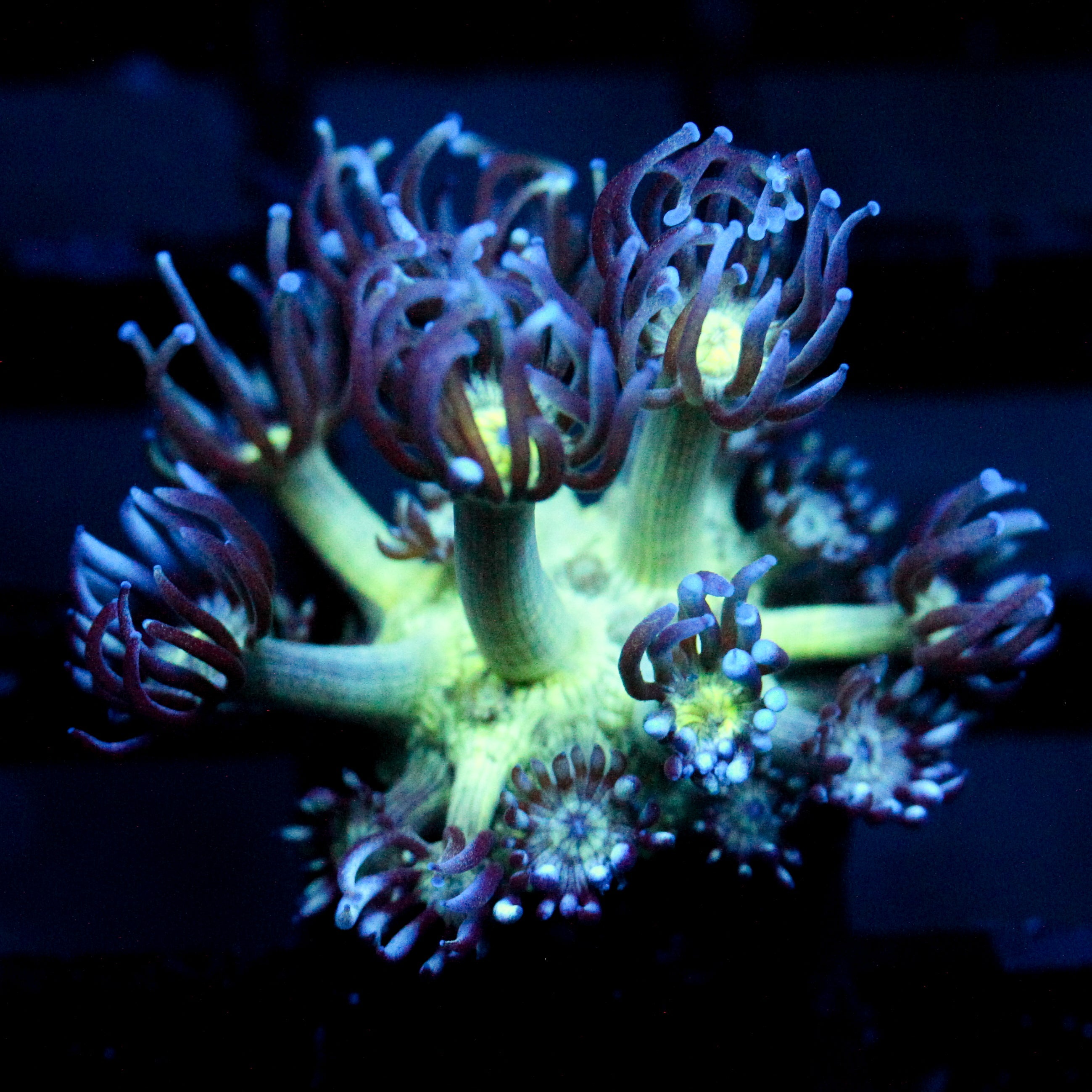 JC Peacock Goni
