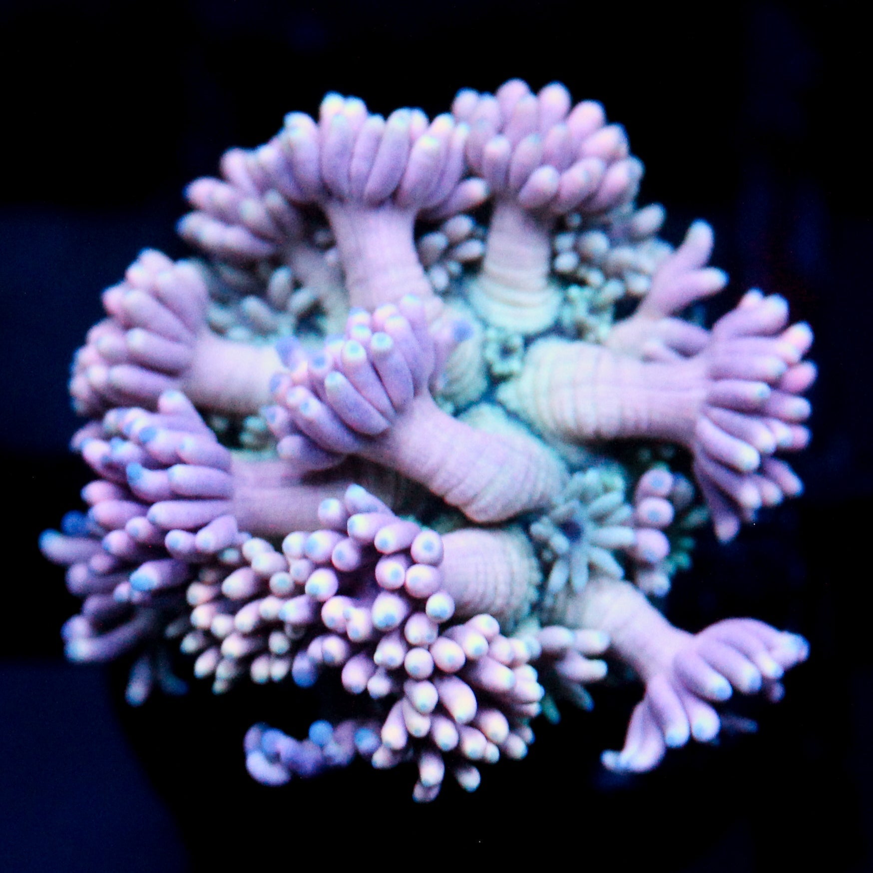 JC Lavender Mystery Goni