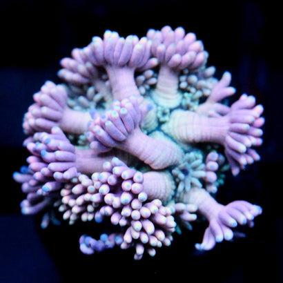 JC Lavender Mystery Goni
