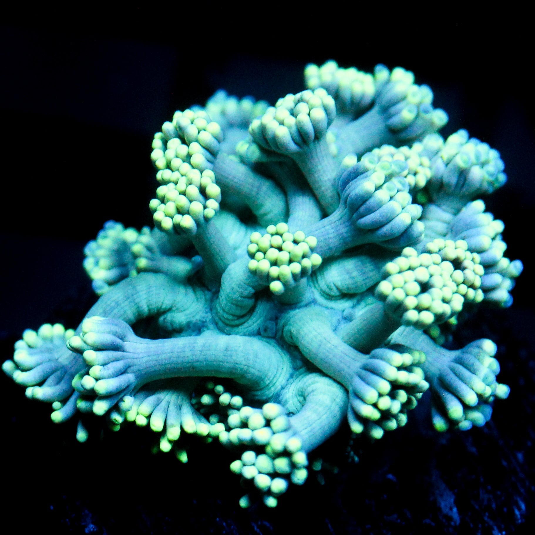 JC Seafoam Goni