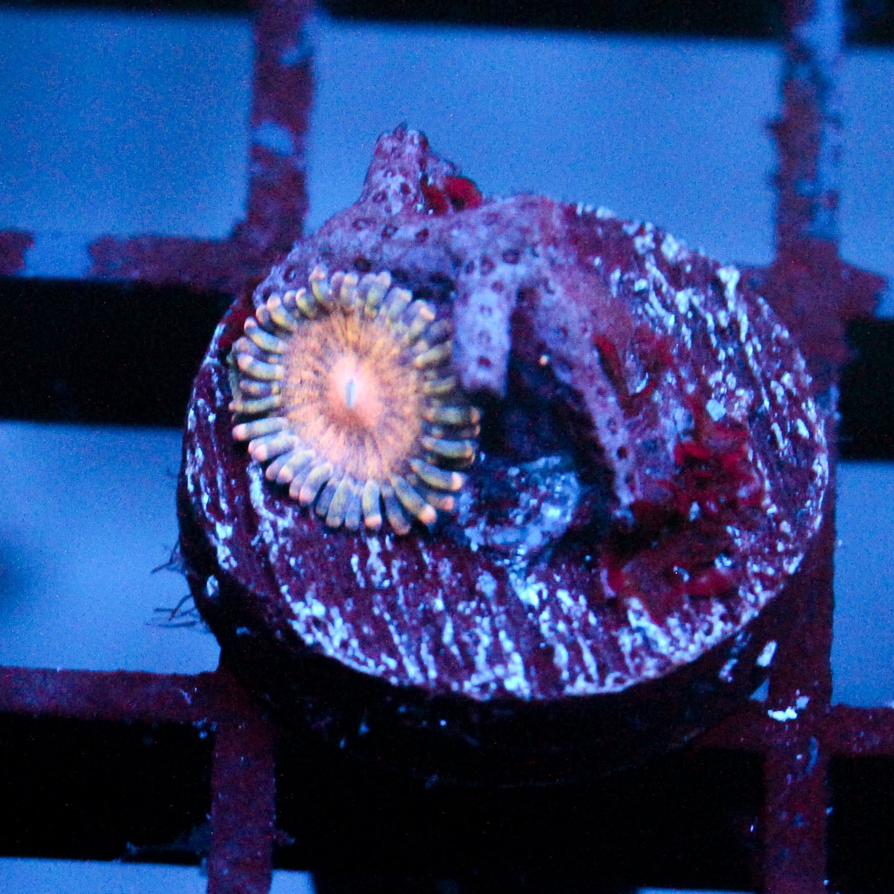 JC Oceanside Zoanthid