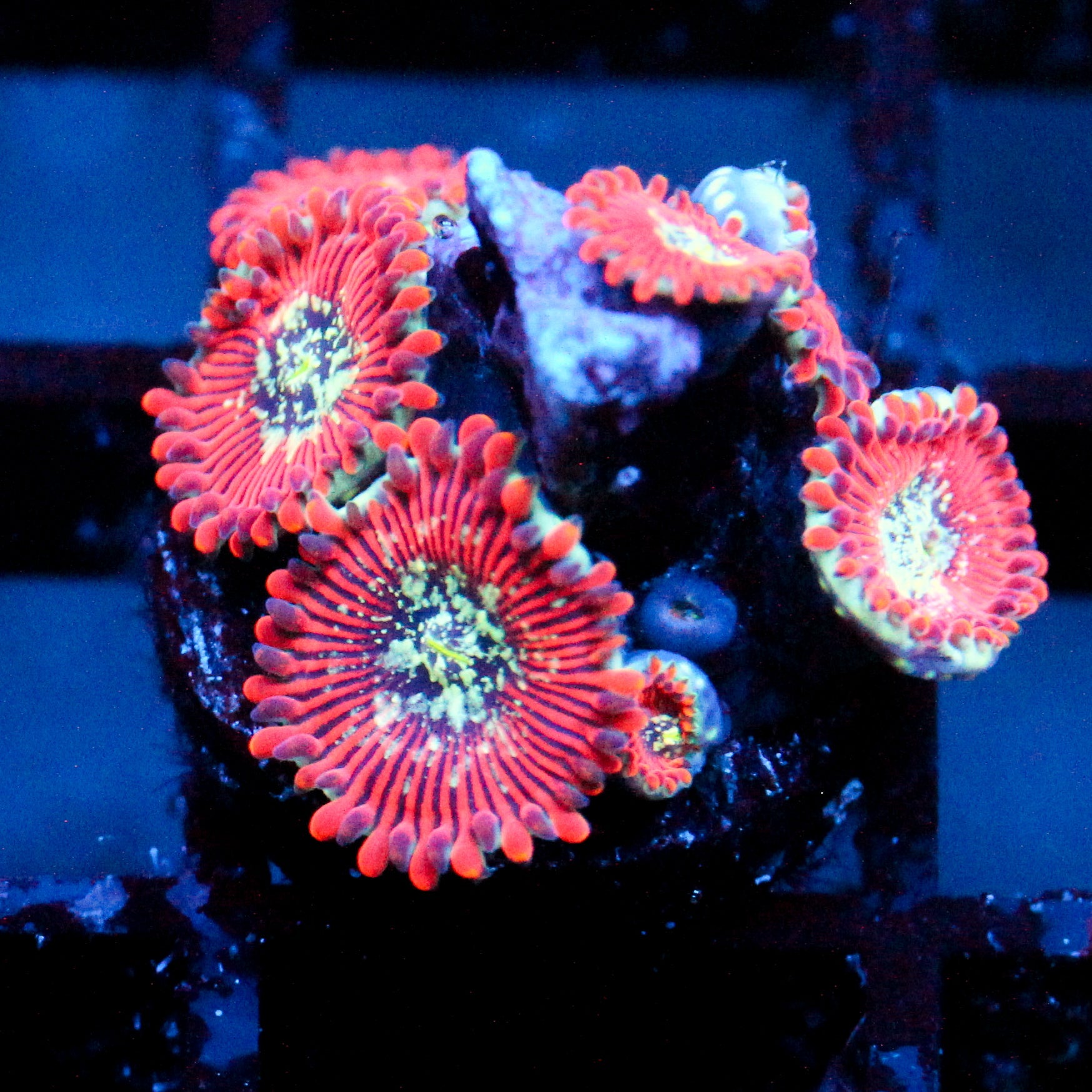 JC Magician's Zoanthid