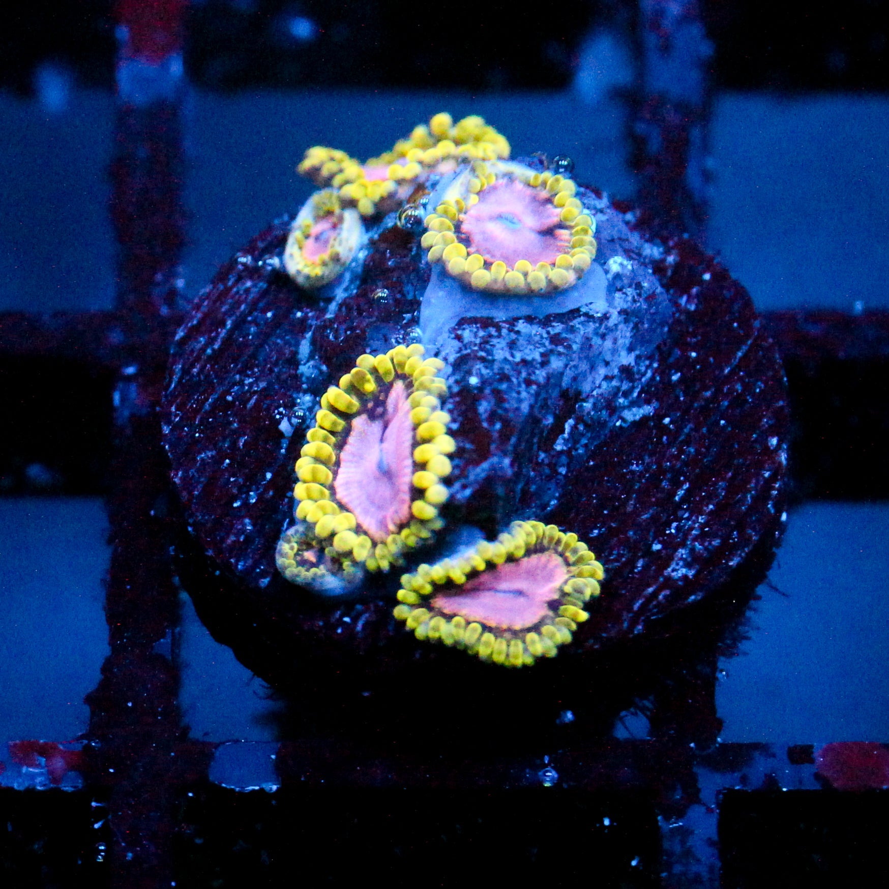 JC Purple Monster Zoanthid