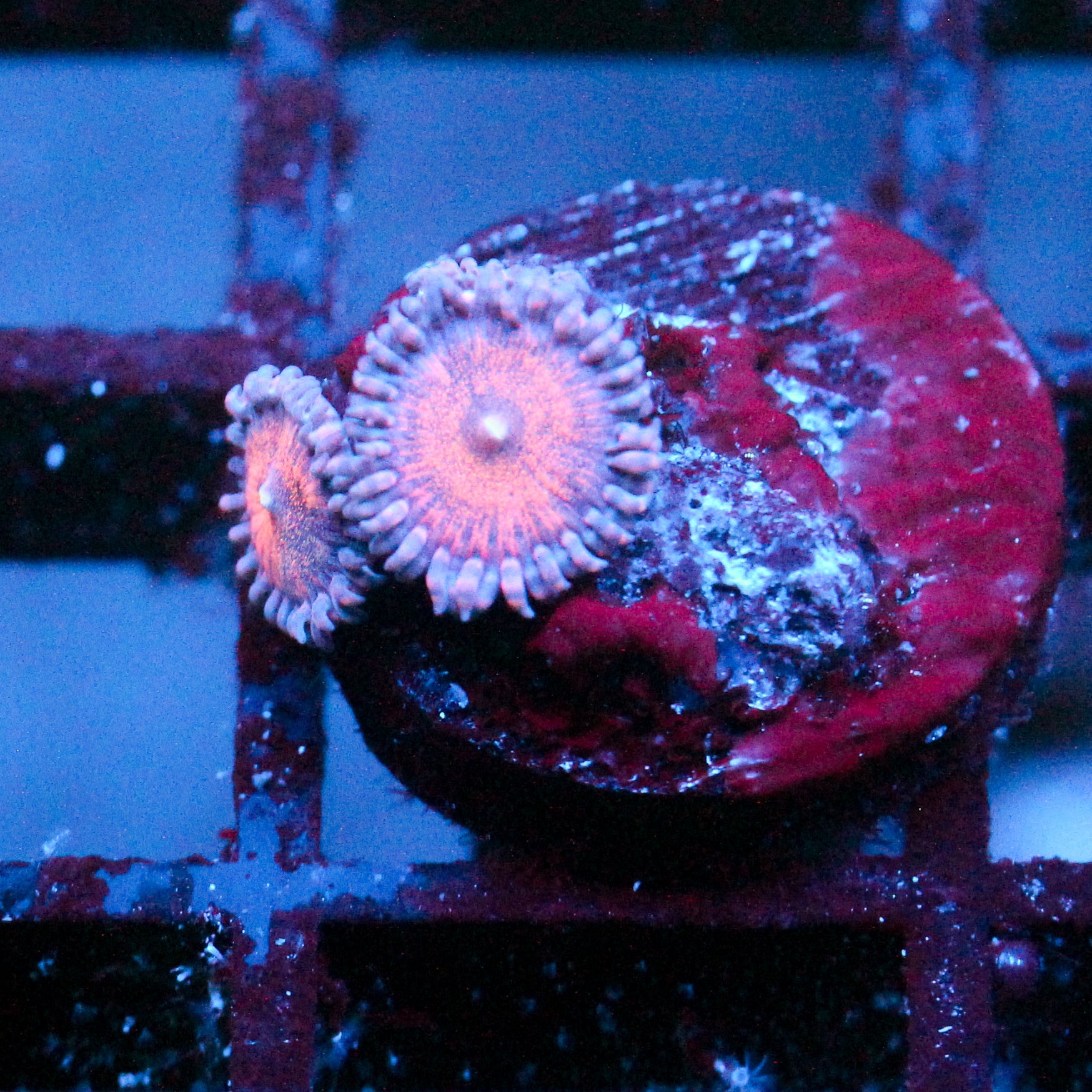 JC Amber Bliss Zoanthid