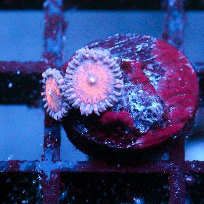 JC Amber Bliss Zoanthid