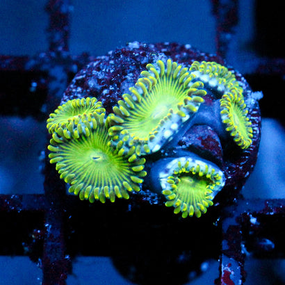 JC Lady Liberty Zoanthid