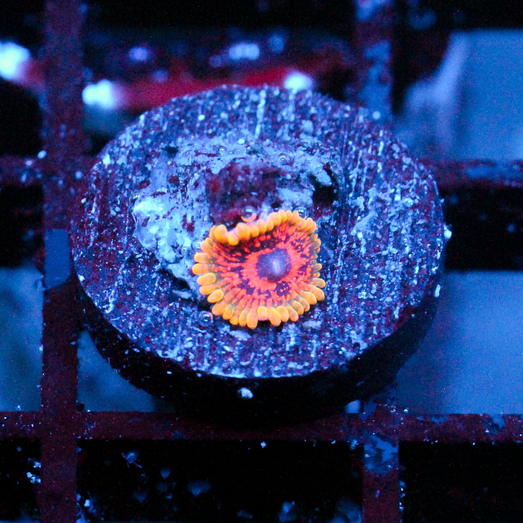 JC GMK Zoanthid