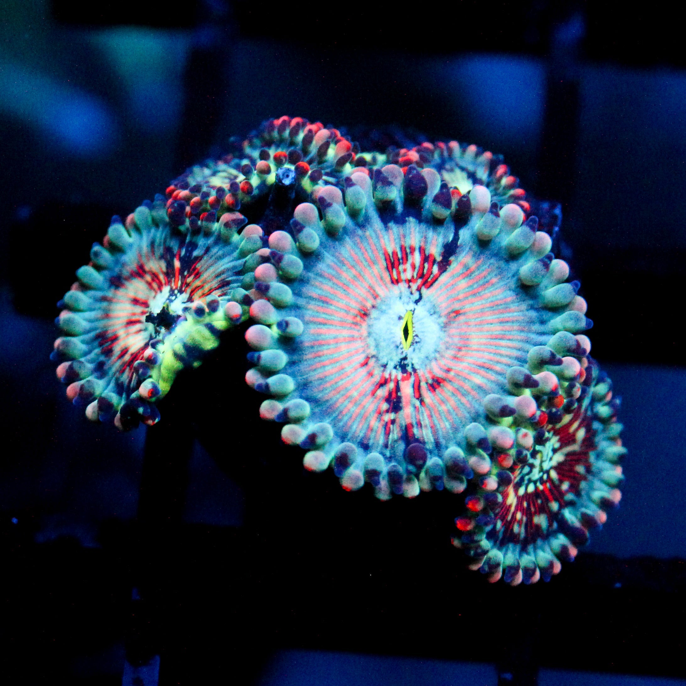 JC White Zombie Zoanthid