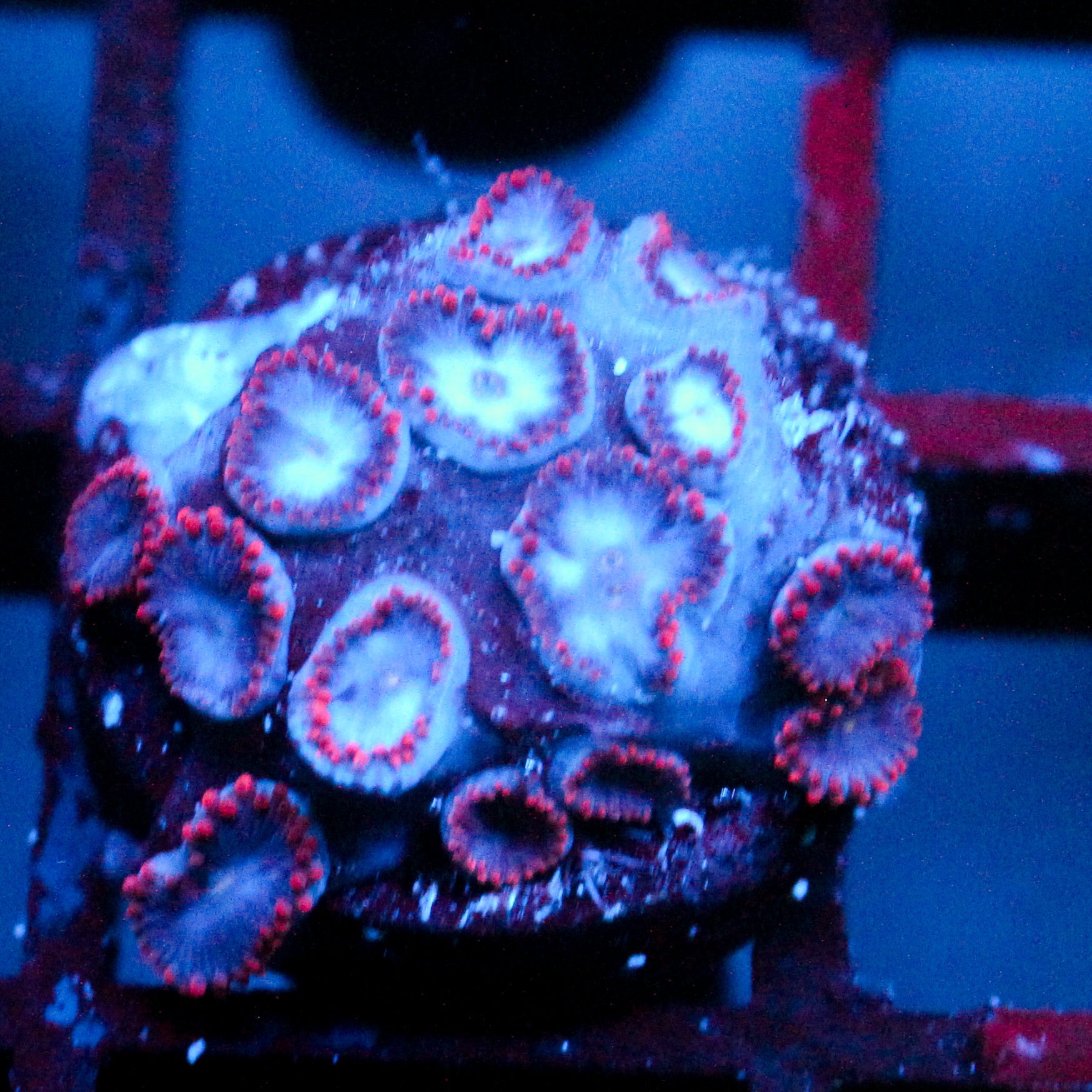 JC Molten Sulfer Zoanthid