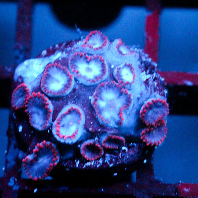 JC Molten Sulfer Zoanthid
